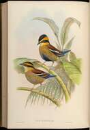 Image of Bornean Banded Pitta