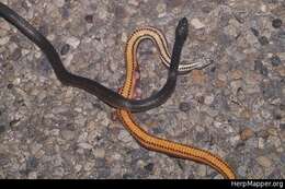 Image of Two-spotted Snake