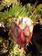 Image de Protea witzenbergiana Phillips