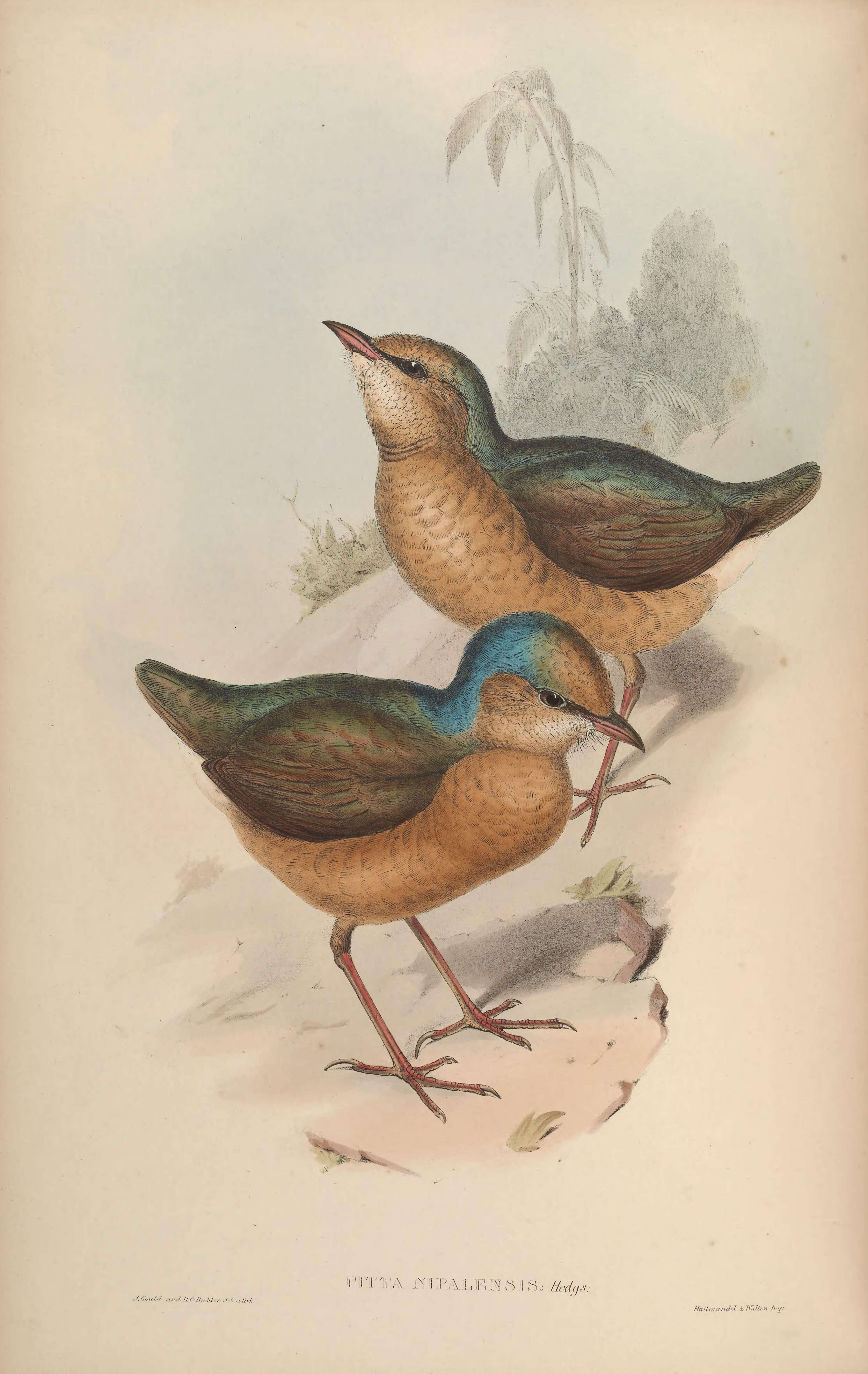 Image of Blue-naped Pitta