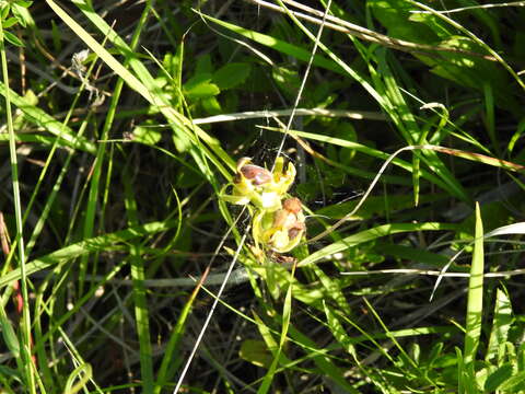 Image of Ophrys fusca subsp. fusca