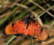 Image de Acraea natalica Boisduval 1847