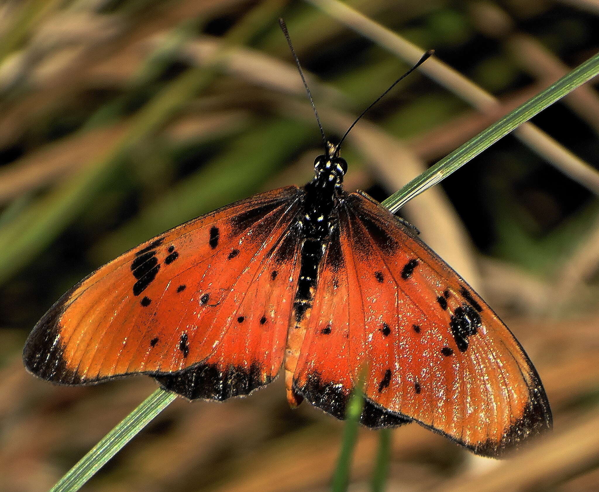 Слика од Acraea natalica Boisduval 1847