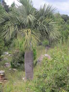 Dypsis decipiens (Becc.) Beentje & J. Dransf. resmi