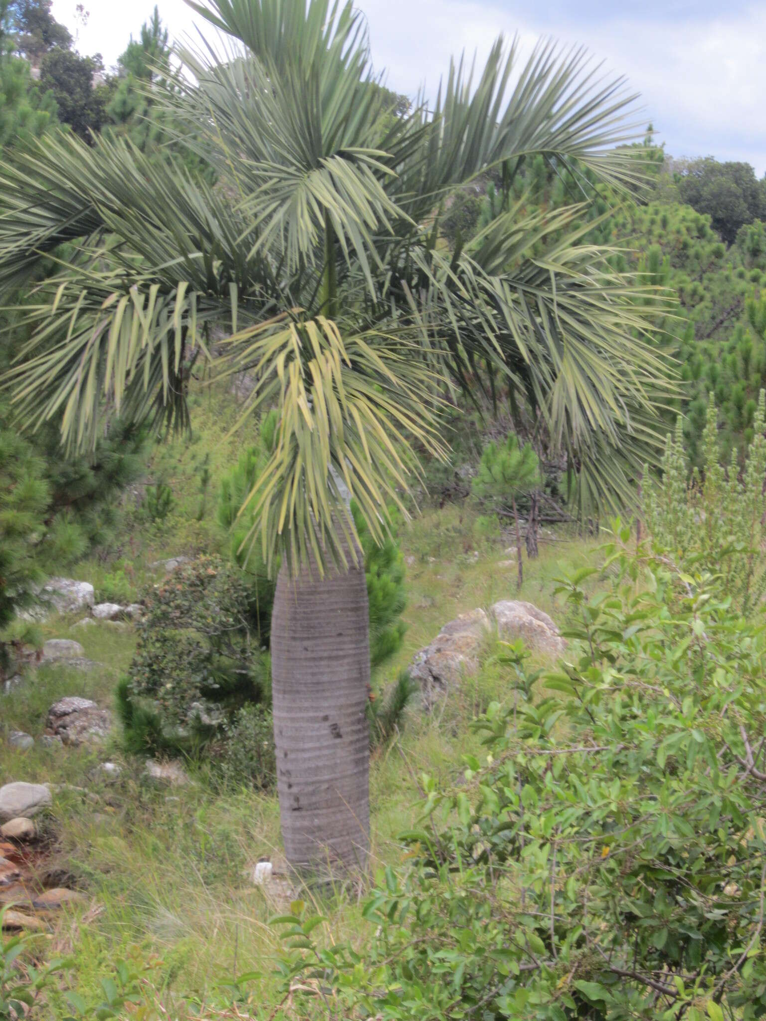 Dypsis decipiens (Becc.) Beentje & J. Dransf. resmi