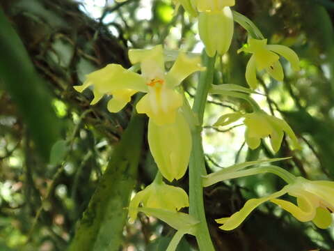 Image of Gomesa planifolia (Lindl.) Klotzsch ex Rchb. fil.