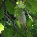 Plancia ëd Phylloscopus bonelli (Vieillot 1819)