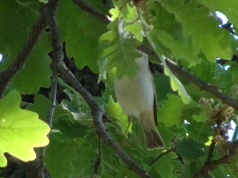 Слика од Phylloscopus bonelli (Vieillot 1819)