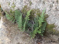 Image of Cleveland's lipfern