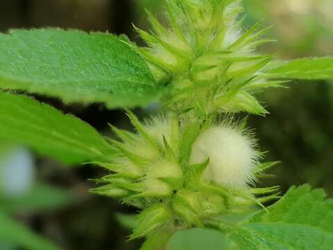 Слика од Lamium flexuosum Ten.