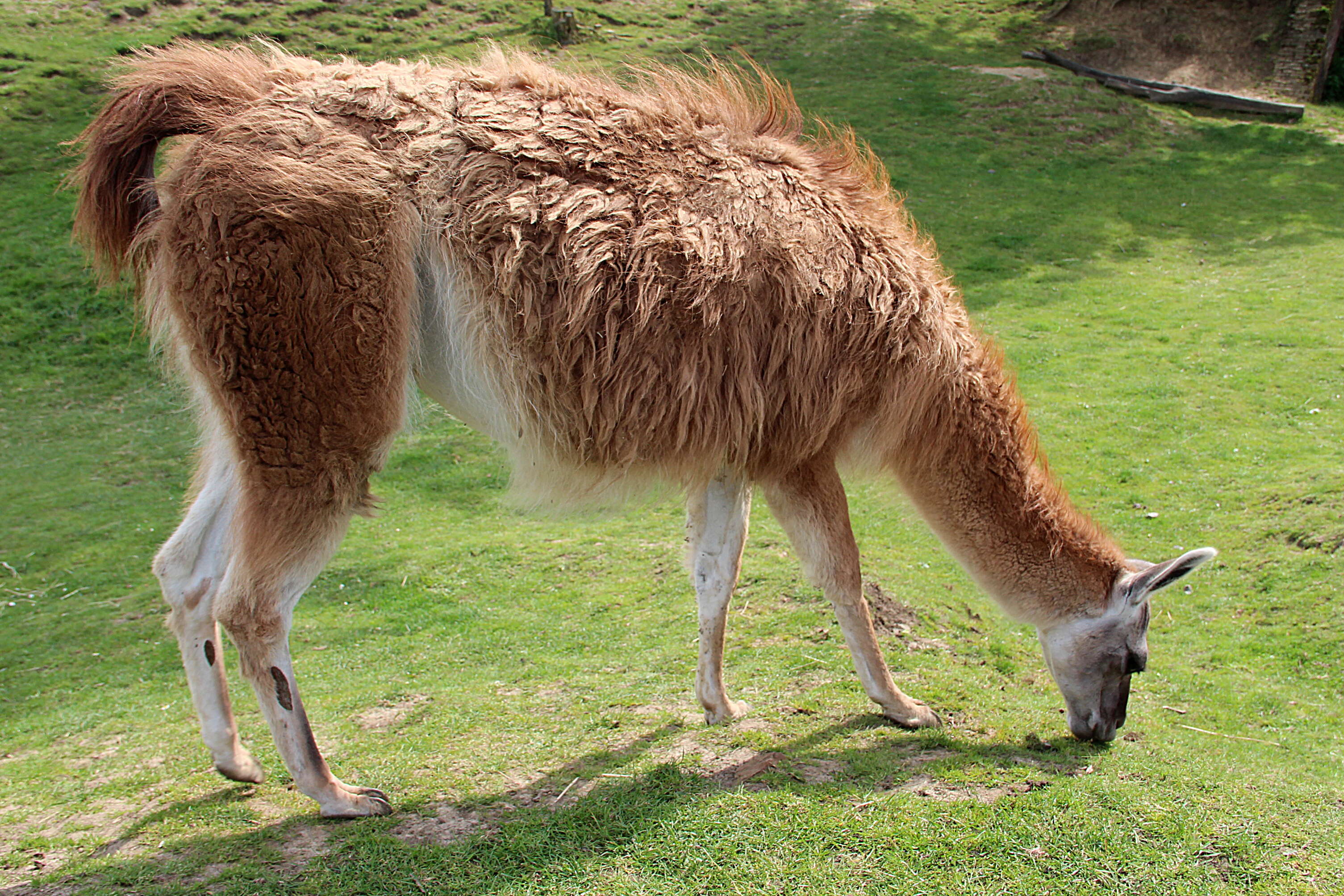 Image of llama