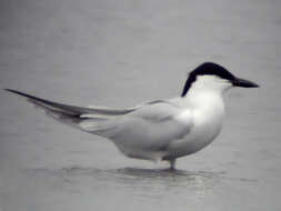 Image of Gull-billed Terns