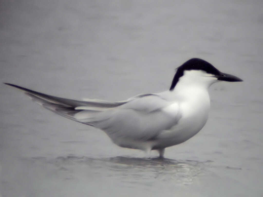 Image of Gull-billed Terns