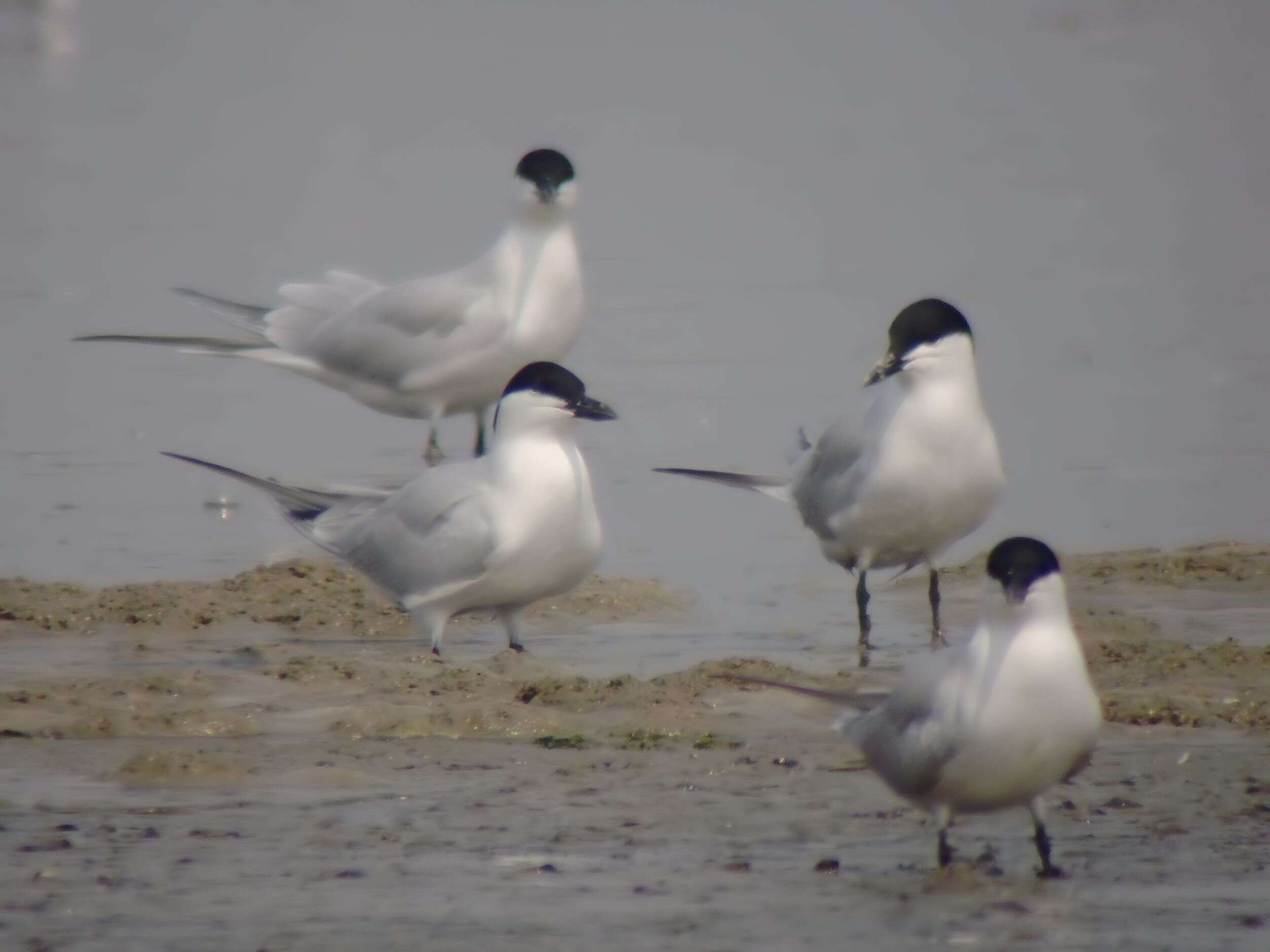 Image of Gull-billed Terns