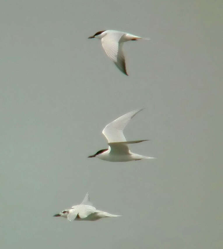 Image of Gull-billed Terns