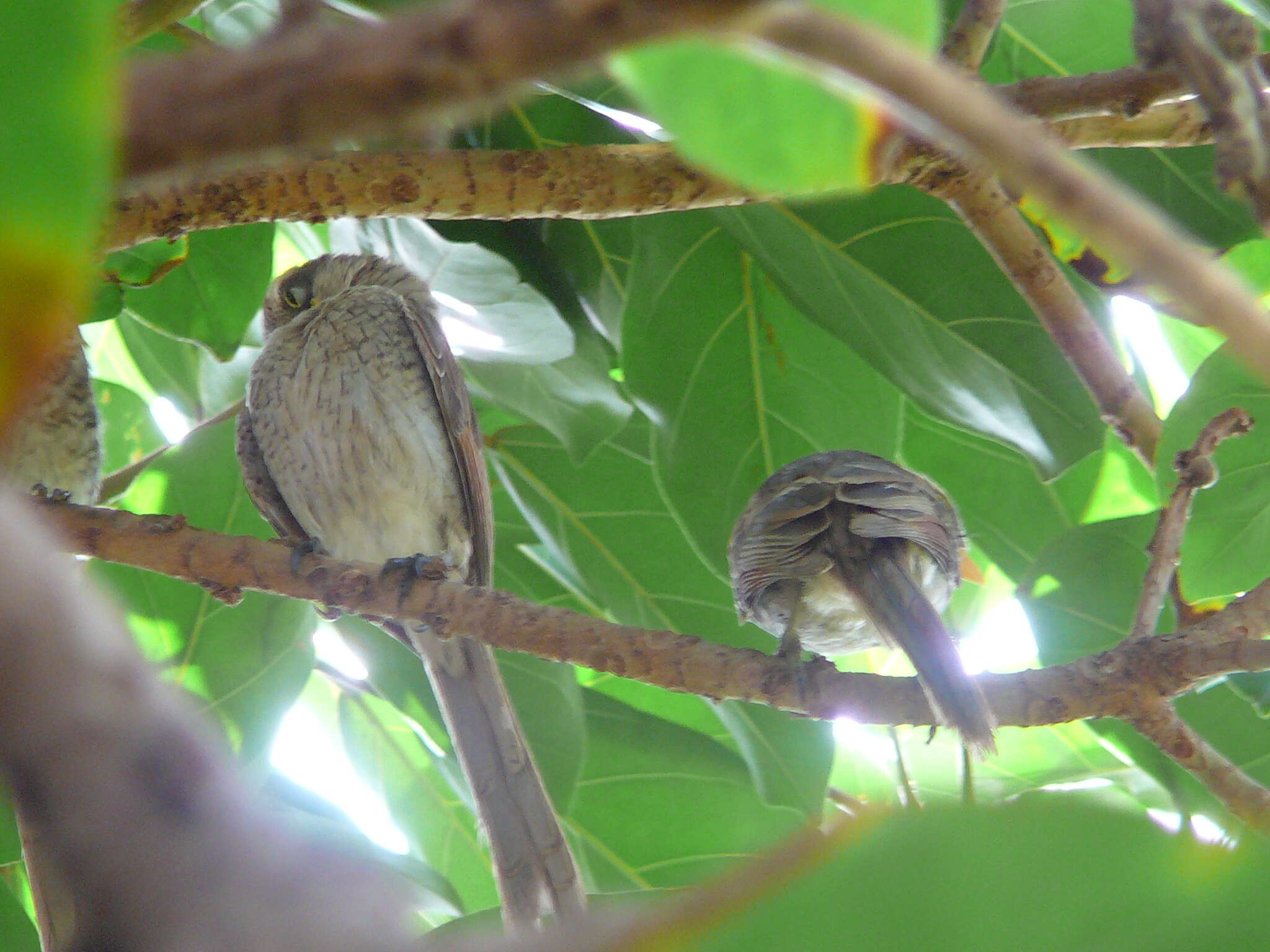 Image of true shrikes