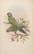 Image of Emerald-collared Parakeet