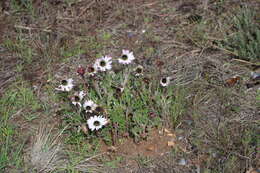 Image of Arctotis bellidifolia Berg.