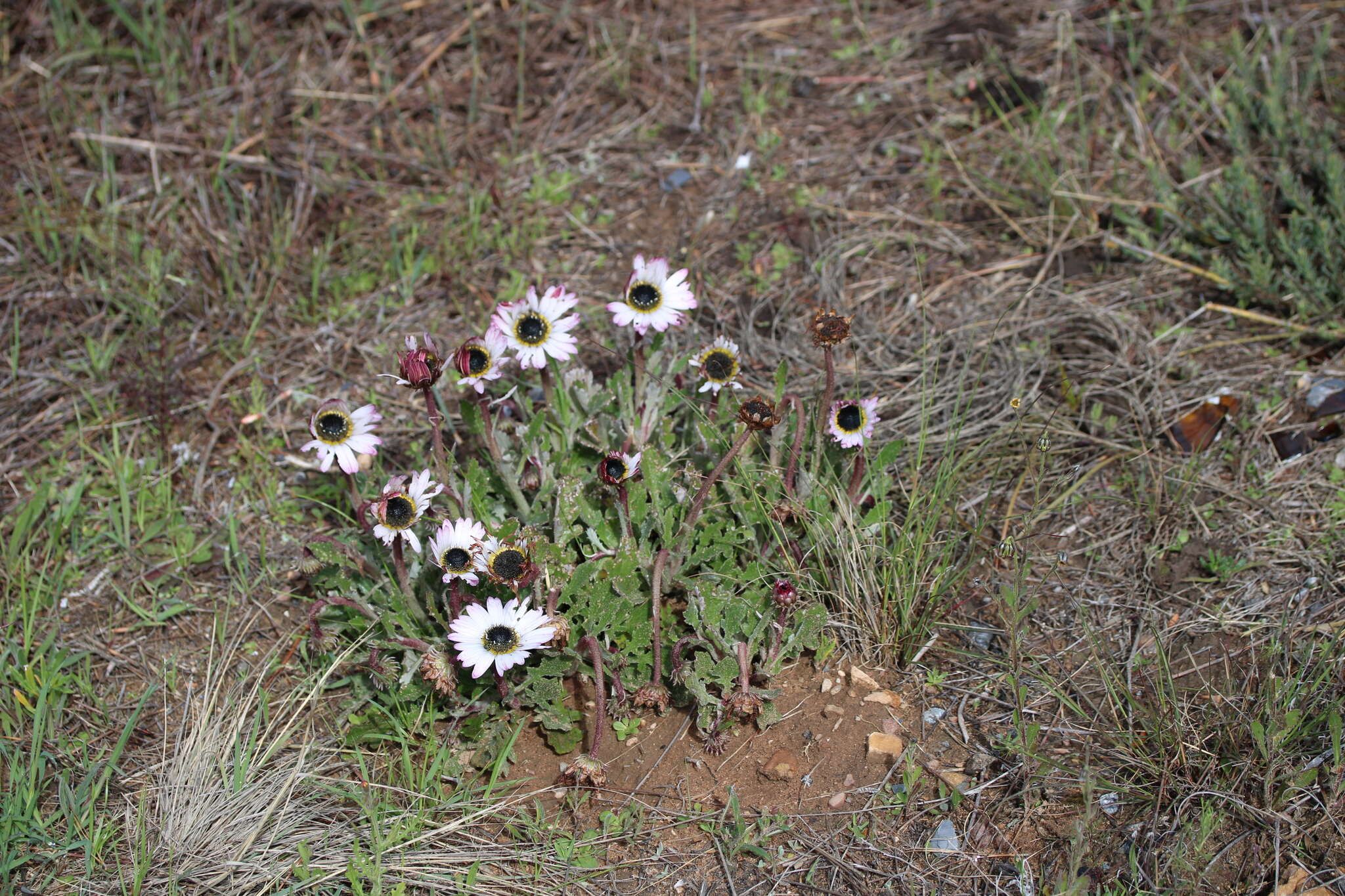 Image of Arctotis bellidifolia Berg.