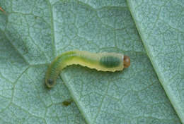 Image of Endelomyia aethiops (Fabricius)