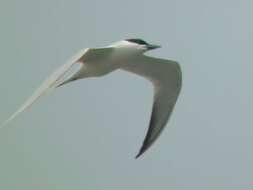 Image of Gull-billed Terns