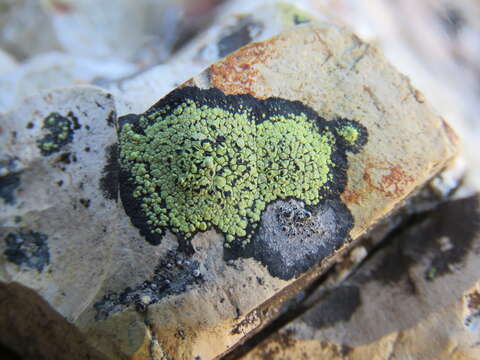 Image of lecanora map lichen