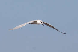 Image of Gull-billed Terns