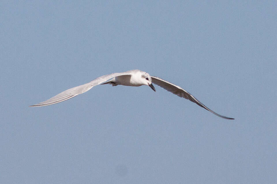 Image of Gull-billed Terns