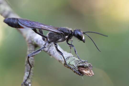 Image de Hoplammophila clypeata (Mocsáry 1883)