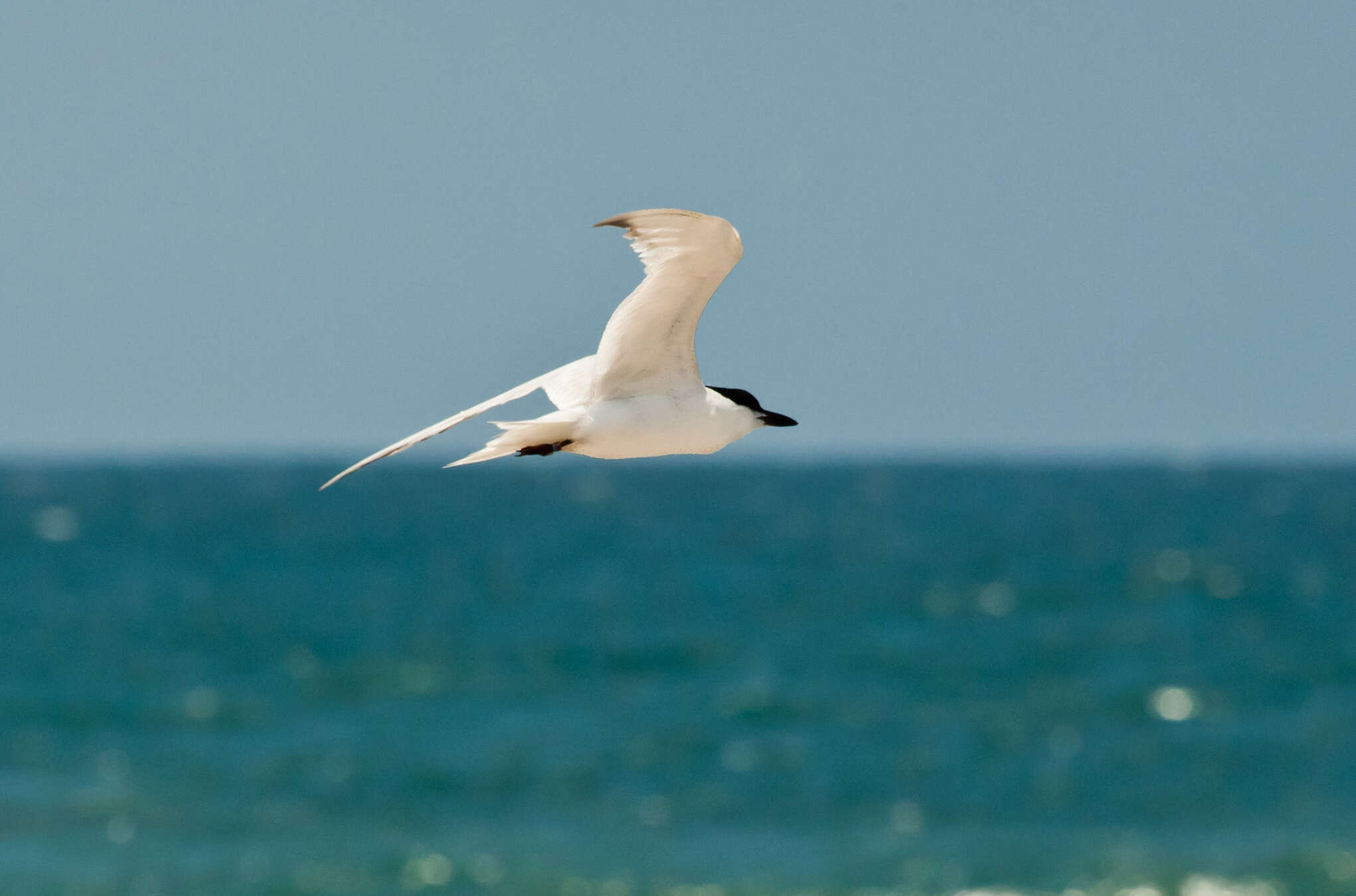 Image of Gull-billed Terns