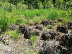 Sivun Carex elata subsp. omskiana (Meinsh.) Jalas kuva