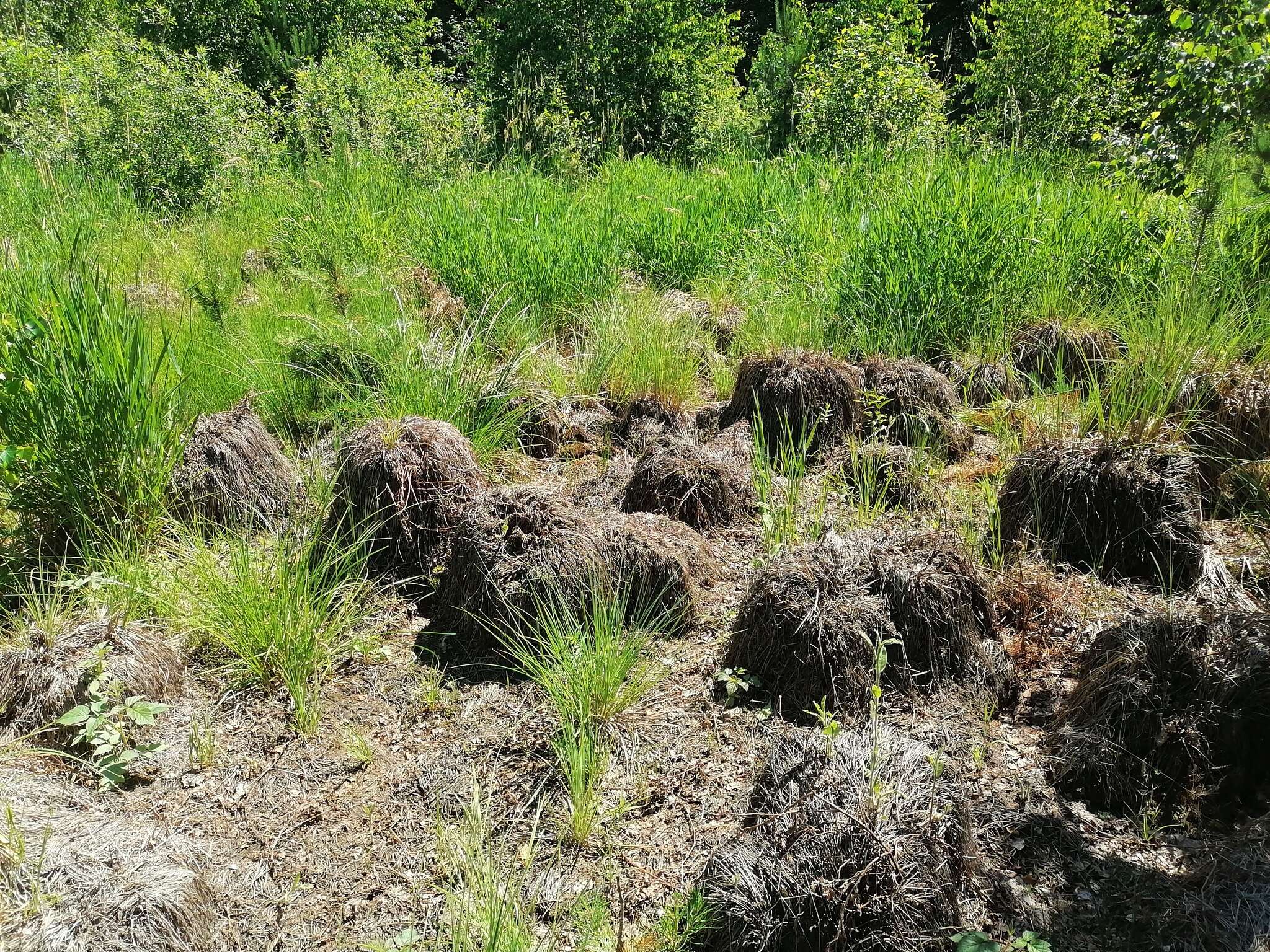 Sivun Carex elata subsp. omskiana (Meinsh.) Jalas kuva