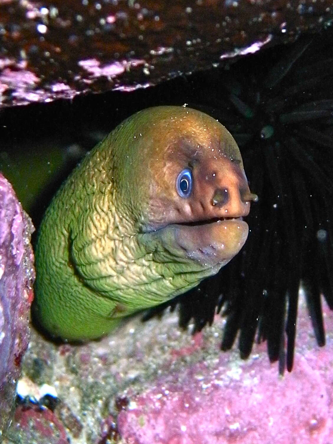 Image of Yellow moray