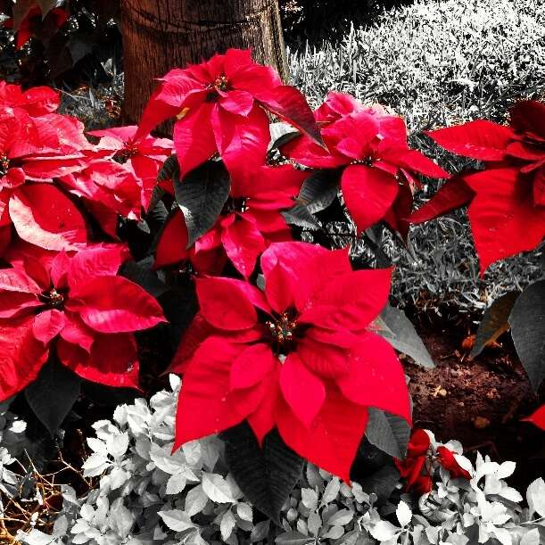 Image of poinsettia