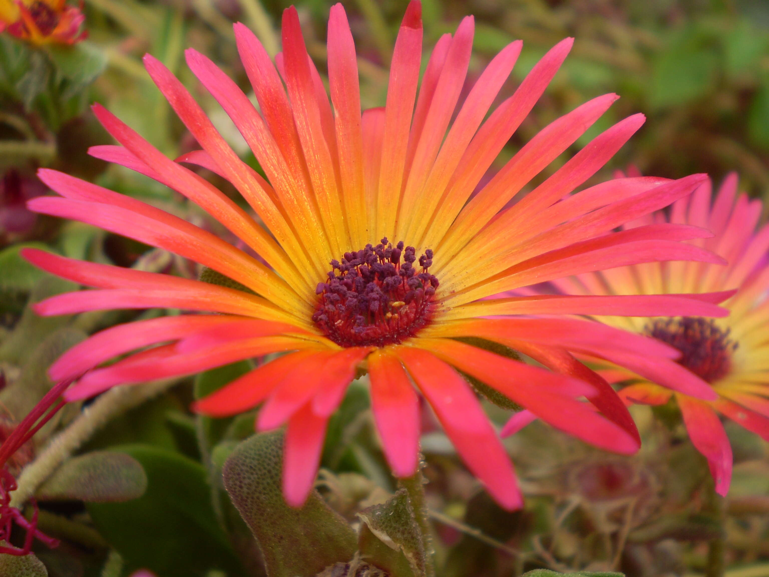 Image of Cleretum bellidiforme (Burman fil.) G. D. Rowley