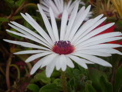 Image of Cleretum bellidiforme (Burman fil.) G. D. Rowley