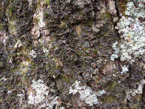 Image of skin lichen