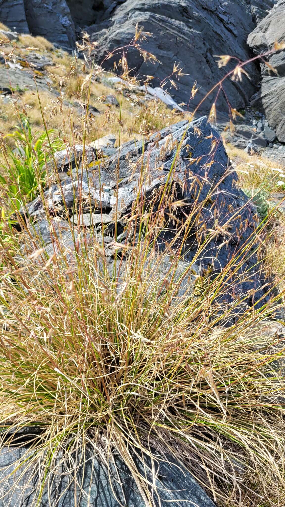 Image of Chionochloa vireta Connor