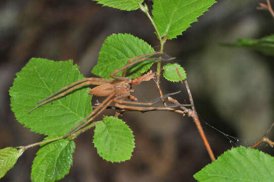 Image of Nursery Web Spider