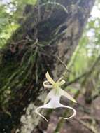 Image of Ghost orchid