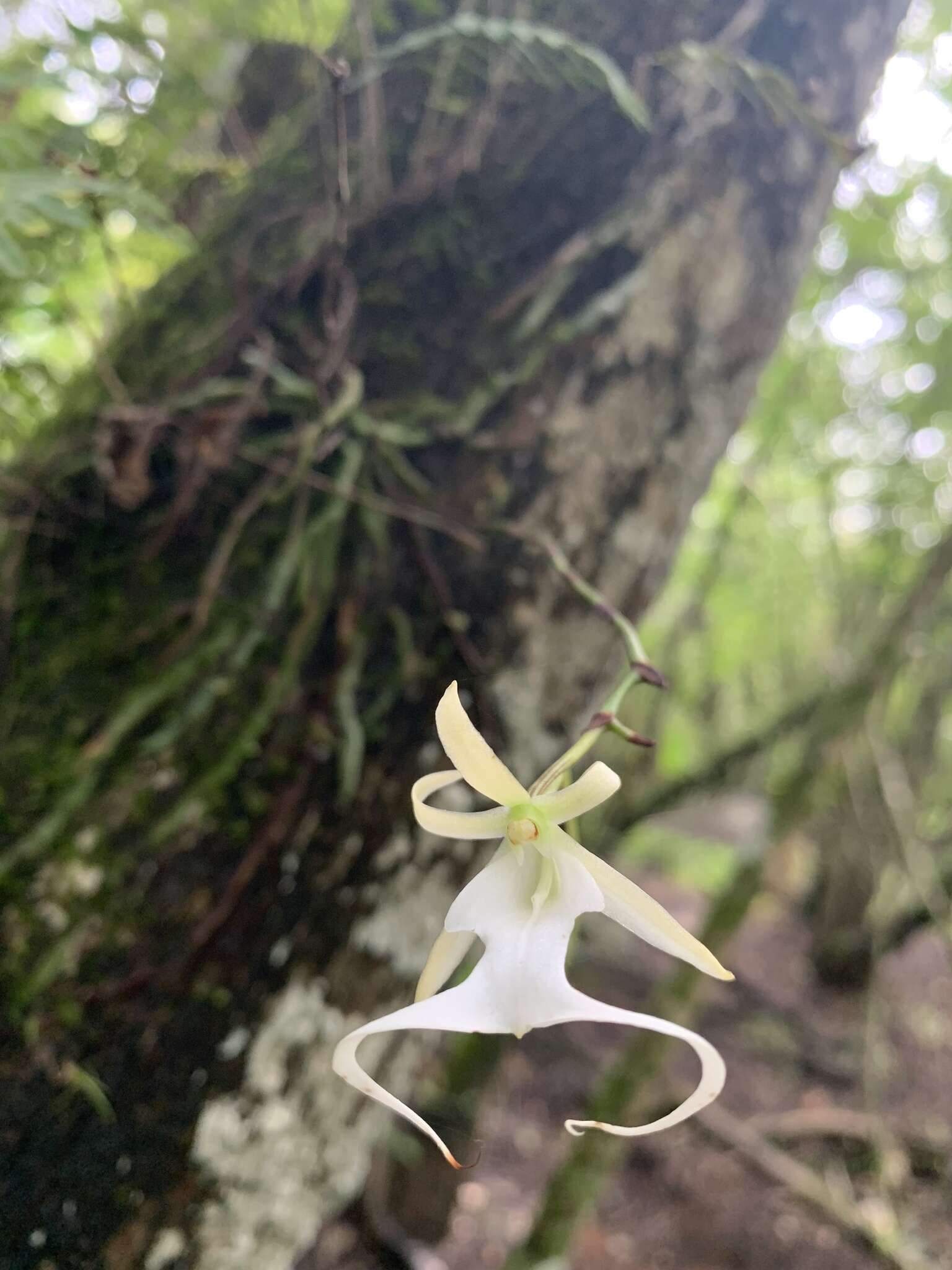 Image of Ghost orchid