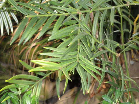 Plancia ëd Amentotaxus yunnanensis H. L. Li