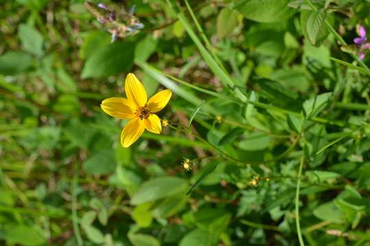 صورة Bidens triplinervia Kunth