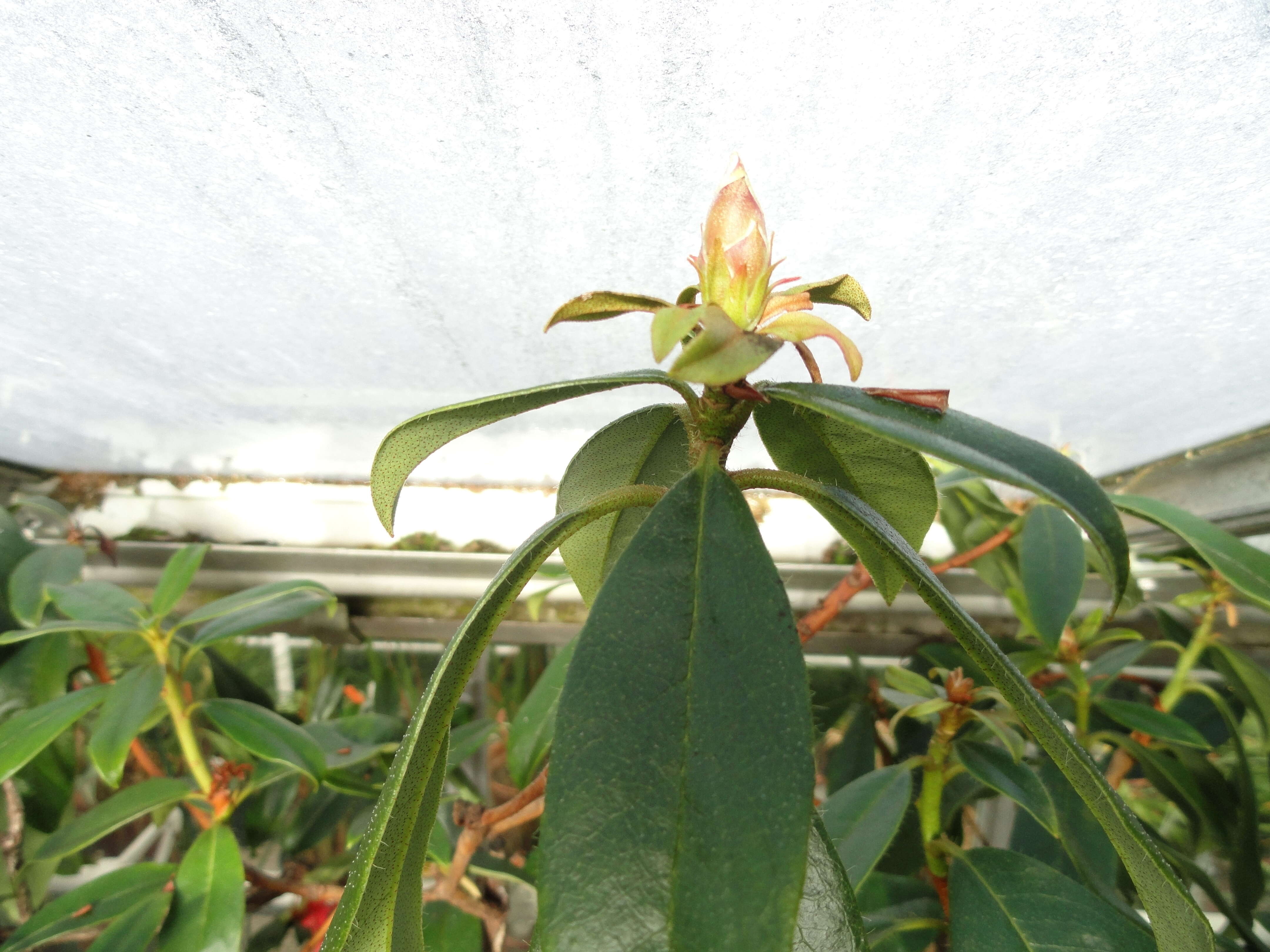 Image of Rhododendron veitchianum Hook.