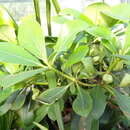 Image of Rhododendron goodenoughii Sleum.