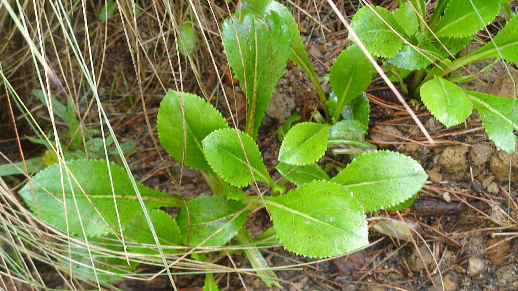 Image of Packera toluccana (DC.) W. A. Weber & Á. Löve