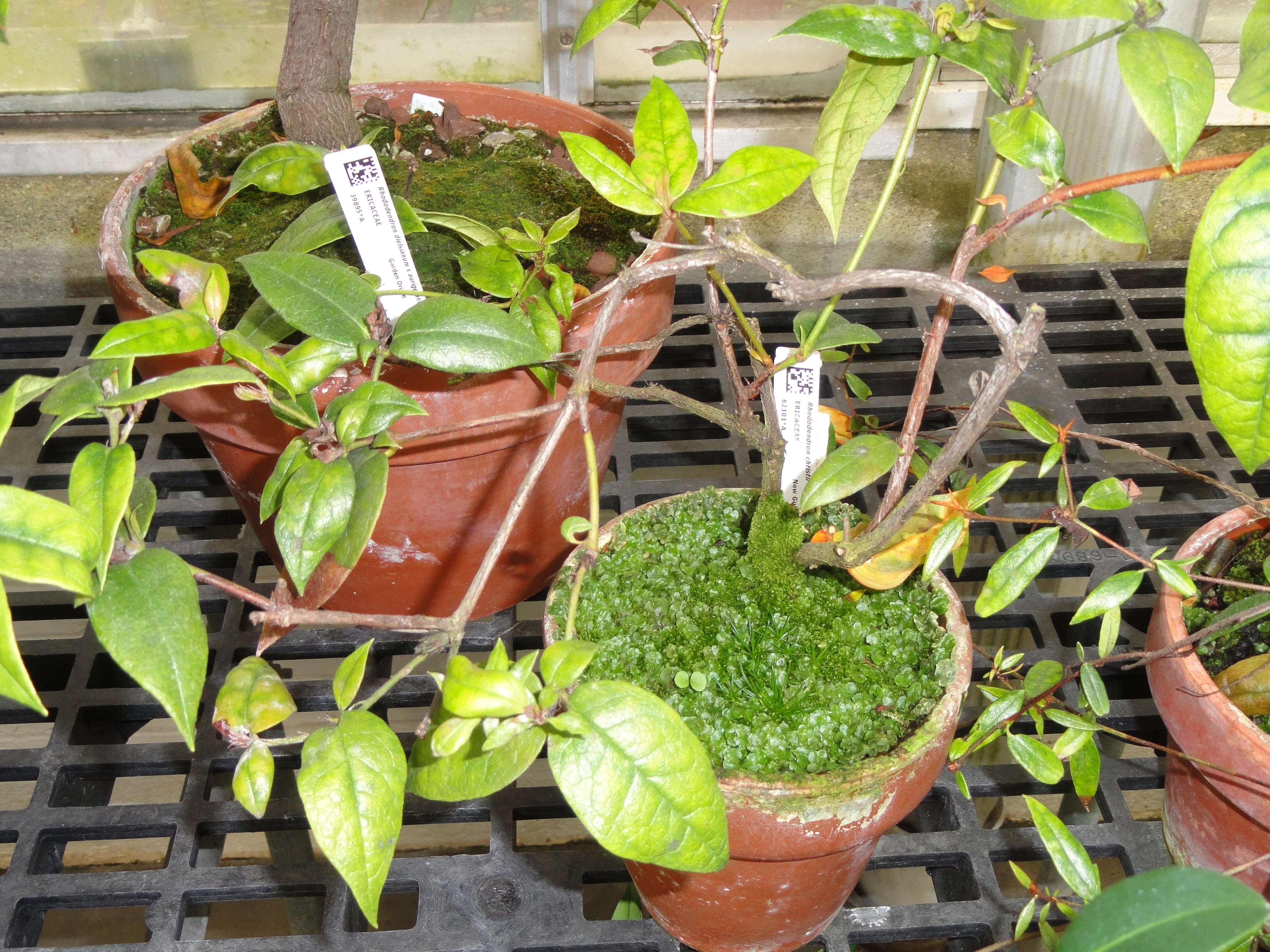 Imagem de Rhododendron macgregoriae F. Muell.