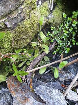 Imagem de Myosotis antarctica Hook. fil.