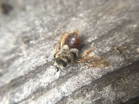 Image of Andrena erythrogaster (Ashmead 1890)