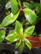 Image of Rhododendron rarilepidotum J. J. Smith